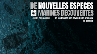 Affiche WWF campagne fictive
